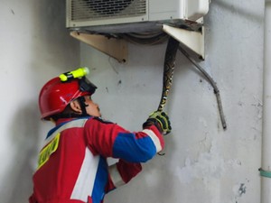 Ngeri! Ular Sanca Ngumpet di Kompresor AC Rumah Warga Jakut