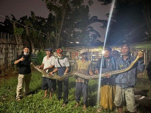 Ular Sanca Gendut Kagetkan Warga Bekasi, Diduga Habis Memangsa Kucing