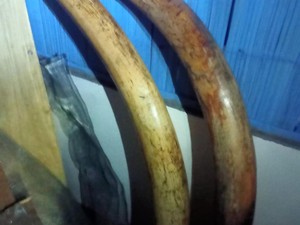 Polres Sikka Tangkap 7 Pencuri Gading Gajah Senilai Rp 1,5 Miliar