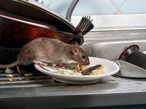 Jangan Pakai Tangan, Ini 3 Cara Membersihkan Kotoran Tikus di Rumah