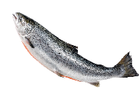 Tak Disangka! Tongkol, Salmon & 3 Jenis Ikan Ini Mengandung Kolesterol