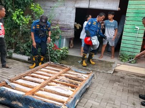 Merinding! 9 Ular Kobra Bersarang di Kamar Warga Karangmalang Sragen