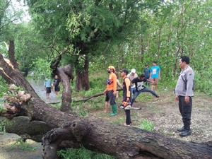 Hujan Deras Disertai Angin Kencang Tumbangkan Pohon di Lamongan