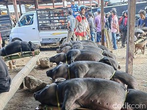 Flu Babi Jadi Biang Kerok PAD Toraja Utara Rendah-Serapan APBD Hanya 57,37%