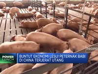 Video: Ekonomi Lesu! Peternak Babi di China Terjerat Utang
