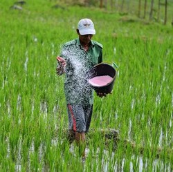 Gali Sawah Ketemu Emas 16 Kg, Petani Jawa Mendadak Kaya