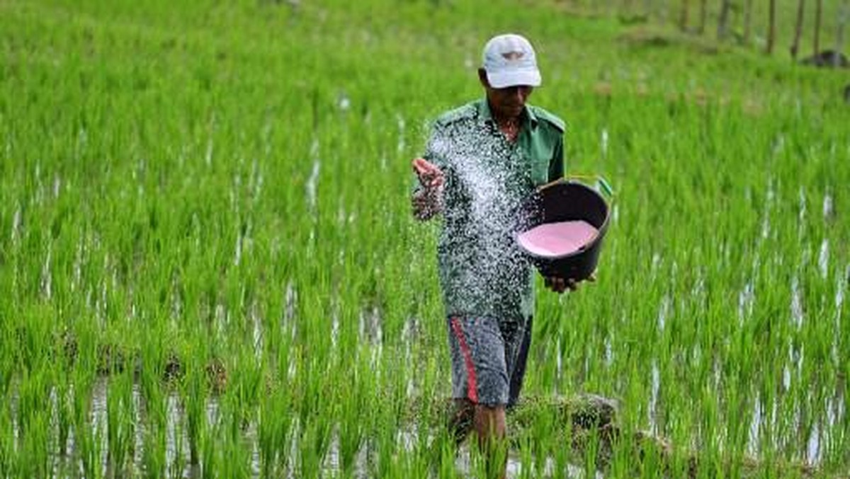 Gali Sawah Ketemu Emas 16 Kg, Petani Jawa Mendadak Kaya