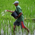 Prabowo Teken Aturan Baru Pupuk Subsidi, Boleh Impor-Petani Wajib Ini