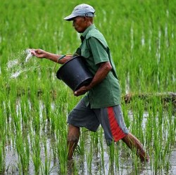 Fenomena Aneh Pupuk Bersubsidi 2024, Mentan Amran Tunjuk Penyebabnya