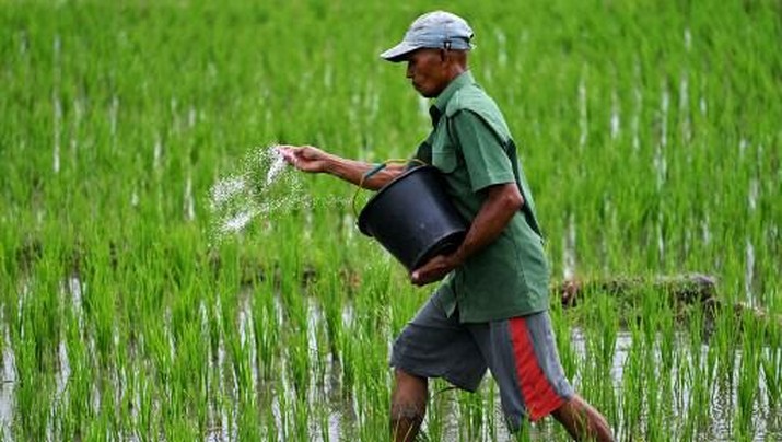 Ilustrasi petani memupuk. (CHAIDEER MAHYUDDIN / AFP)