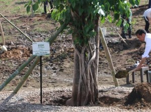 Tanam Cendana, Jokowi: Kita Tanam Terus Tanaman Endemik NTT