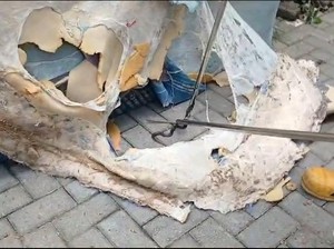 Teror 9 Ular Kobra Bersarang di Kasur Rumah Warga Sragen