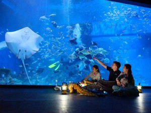 Rayakan Akhir Tahun Penuh Kemeriahan di Under the Sea yang Spektakuler