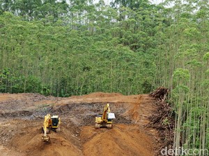 Proyek IKN Diklaim Tidak Babat Hutan Kalimantan, Ini Penjelasannya