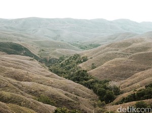 Bukit Warinding, Pesona Savana Sumba yang Berubah Sesuai Musim