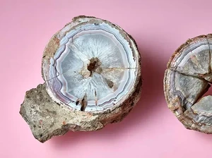 Disangka Batu Akik, Ternyata Telur Dinosaurus 60 Juta Tahun