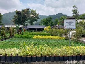 Bunga dan Tanaman Hias Andalan Batu untuk Jadi Kota Agropolitan