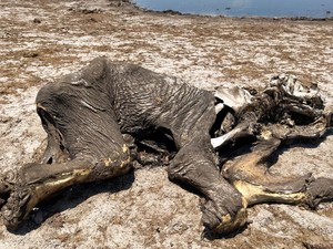 Sementara di Zimbabwe, Puluhan Gajah Mati Kehausan
