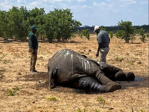 Matinya Gajah di Zimbabwe Imbas El Nino