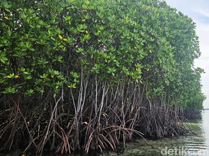 Serunya Naik Kano-Perahu Keliling Hutan Mangrove Nusa Lembongan Bali