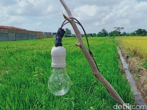 Petani Magetan Tewas Tersetrum Saat Perbaiki Jebakan Tikus di Sawah