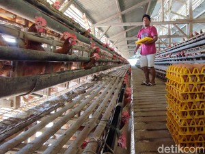 Bikin Kandang Ternak Jangan Asal-asalan, Ini Aturannya