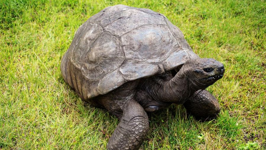 Jonathan, seekor kura-kura raksasa Seychelles. (GIANLUIGI GUERCIA/AFP via Getty Images/File Foto)