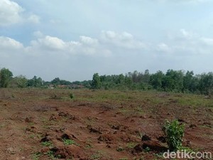 Merananya Sobur Kala 60 Ton Singkong Siap Panen Lenyap Dicuri