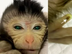 Monyet Buatan Lab China Punya Mata Warna Hijau