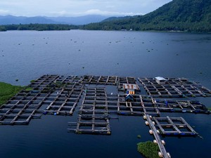 Cerita Petani Ikan Air Tawar di Halmahera Utara Jualan Lewat Facebook & X