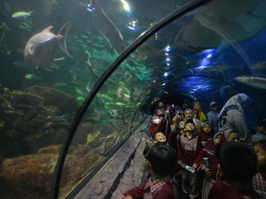 Sea World Ancol: Jam Buka, Fasilitas, dan Harga Tiket Masuk 2024