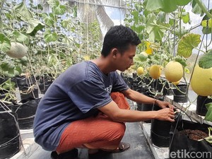 Sensasi Memetik Melon Sultan Langsung dari Pohonnya di Pangandaran