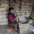 Bukan Vampir, Bawang China Buat Takut AS