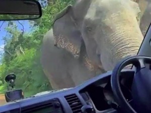 Turis Dirampok Gajah, Senang atau Sedih Ya?