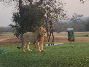 Inilah Lapangan Golf Paling Liar Sedunia, Tanpa Pagar Ada Singa-Hyena