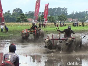 Melihat Karapan Kerbau Jelang Musim Tanam Padi di Lumajang