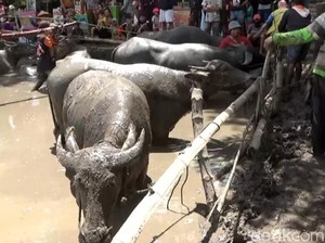 Kerbau di Lahat Terserang Ngorok, DKPP Sumsel: Aman Dikonsumsi Asal...