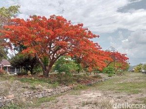 Kepincut Indahnya Pohon Desember di Larantuka, Pertanda Natal Sudah Dekat