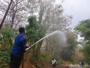 Damkar Cirebon Basmi Serangan Ulat Bulu dengan Cairan Khusus