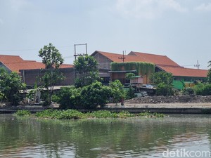 Sisa Eceng Gondok di Rolag Gunung Sari Surabaya Dilarung ke Laut