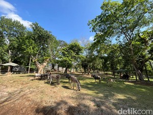 Jelang Libur Nataru, Solo Safari Segera Buka Kubah Burung dan Harimau Benggala