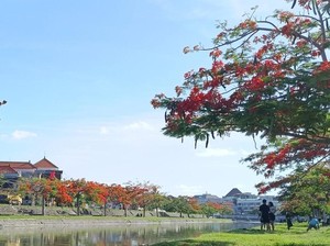 Flamboyan Bermekaran di Taman Pancing Denpasar Jadi Daya Tarik Warga