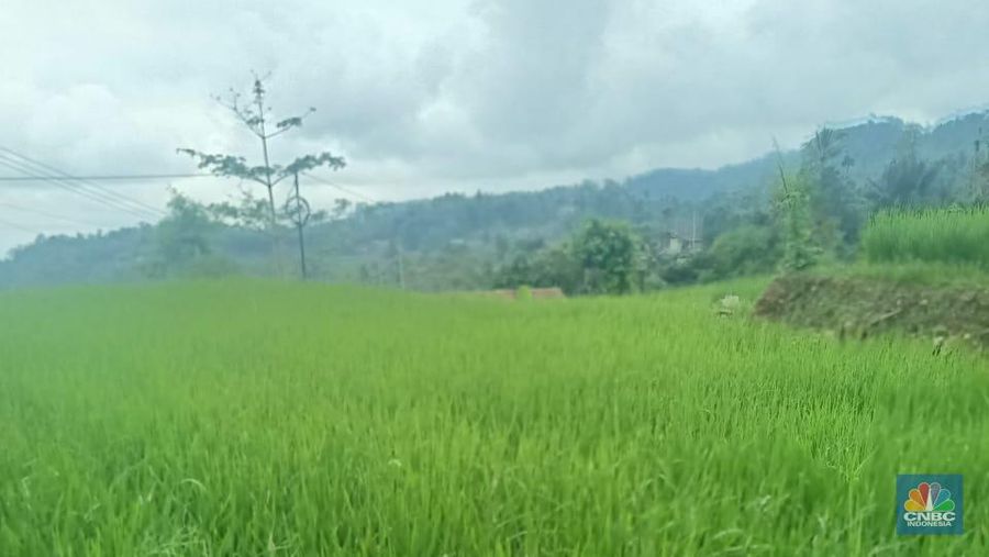 Sawah di Cianjur. (CNBC Indonesia/Suhendra)