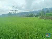 Strategi Bos Bulog Demi Bantu Petani untuk Tekan Impor Beras
