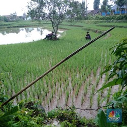 Fenomena Ngeri Orang Kota Makan Tabungan, Desa 'Makan Tanah'