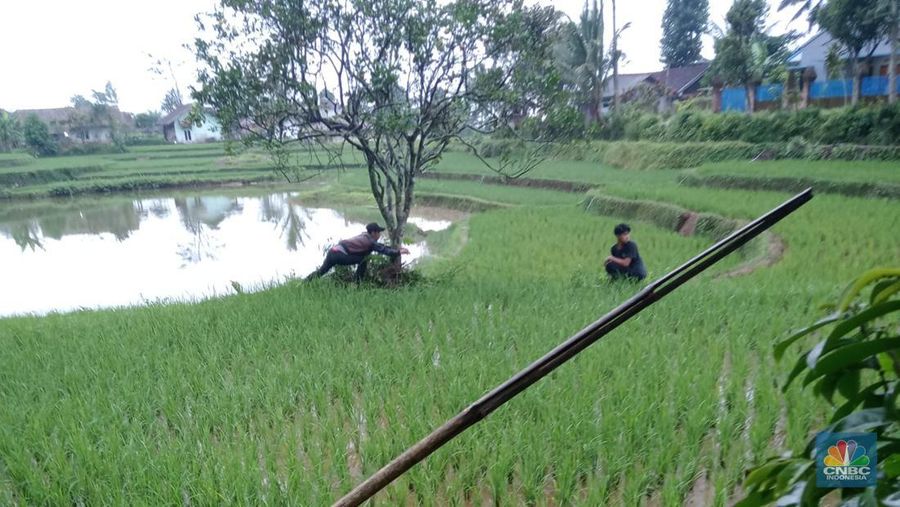 Sawah di Cianjur. (CNBC Indonesia/Suhendra)