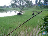 Fenomena Ngeri Orang Kota Makan Tabungan, Desa 'Makan Tanah'
