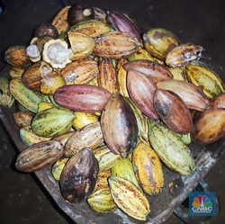 Harga Coklat Pecah Rekor, Awas Valentine Jadi Ambyar!