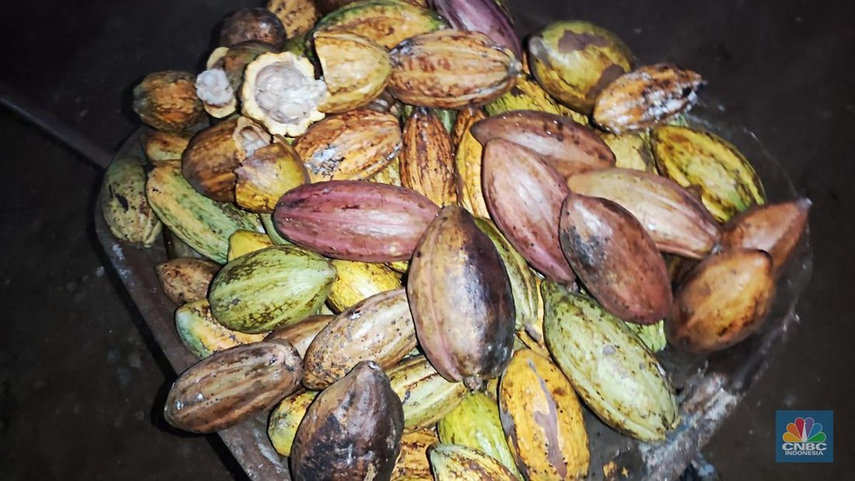 Impor Kakao RI Meledak, Masalahnya Memang Rumit