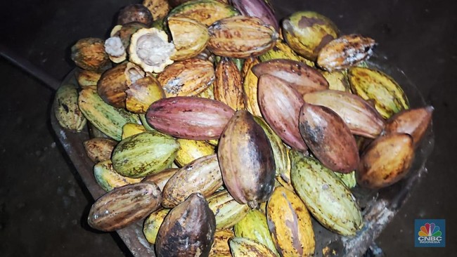 Impor Kakao RI Meledak, Masalahnya Memang Rumit